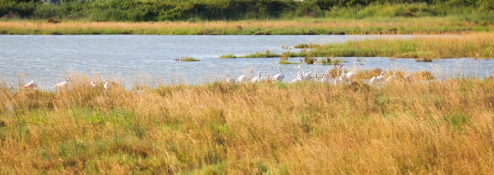 Italy, Comacchio - lagoon with blue sky during summer. Wetland park.