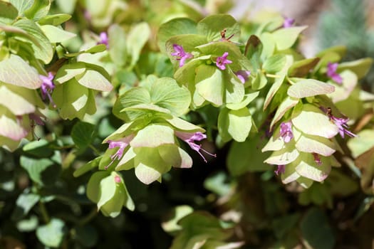 Hop oregano is a subspecies of hops and is suitable for dried arrangements.