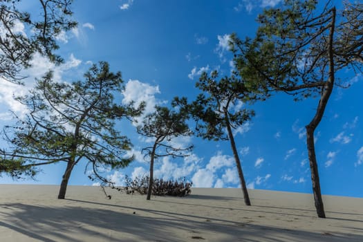 Dune of Pilat, the tallest sand dune in Europe. Arcachon Bay. Aquitaine, France