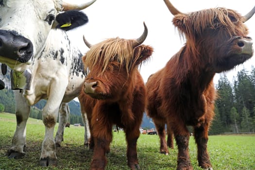 Female red Scottish Highland cattle with calf and a Pustertal Pinto together in a meadow