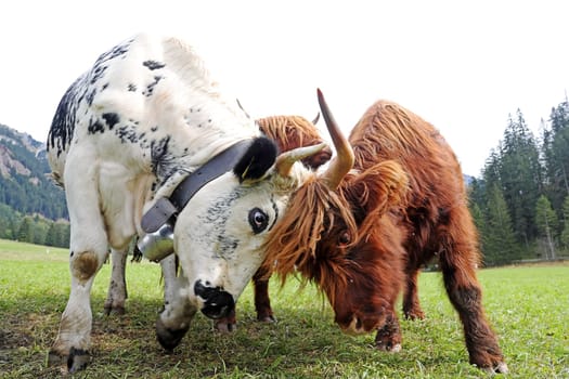 A female red Scottish Highland cattle with calf fights against a Pustertal cattle