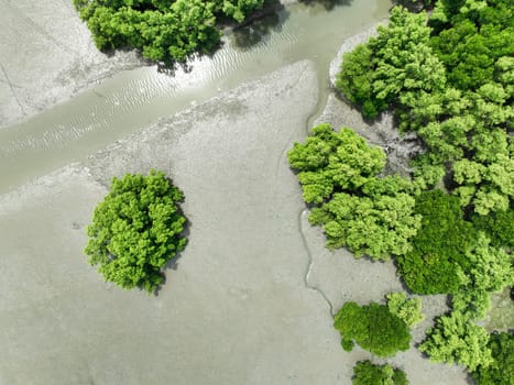 Aerial top view of green mangrove forest. Mangrove ecosystem. Natural carbon sinks. Mangroves capture CO2 from the atmosphere. Blue carbon ecosystems. Mangroves absorb carbon dioxide emissions.