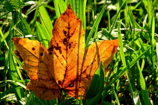 maple leaf in autumnal colors within a meadow with grass in backlit