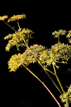 Angelica, medicinal herb with seeds