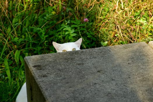 white cat stares out from behind a concrete wall