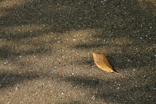 autumnal painted leaf on a street floor with light and shadow