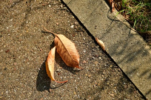 autumnal painted leaves on a street