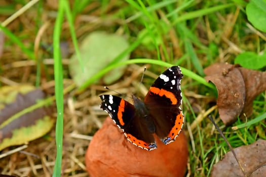 Red admiral, German butterfly on a rotten pear