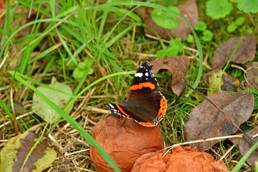 Red admiral, German butterfly on a rotten pear