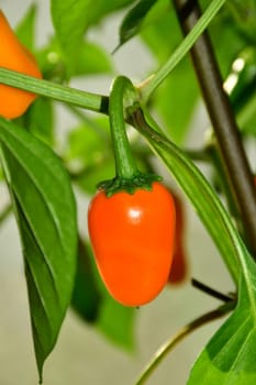 ripe orange jalapeño chili on its plant