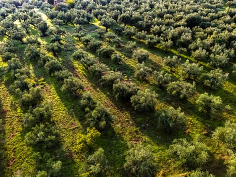 Olives plantation at the village of Acroyali near Kalamaki in southern Peloponnese, Greece