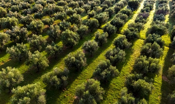 Olives plantation at the village of Acroyali near Kalamaki in southern Peloponnese, Greece