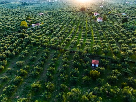 Olives plantation at the village of Acroyali near Kalamaki in southern Peloponnese, Greece