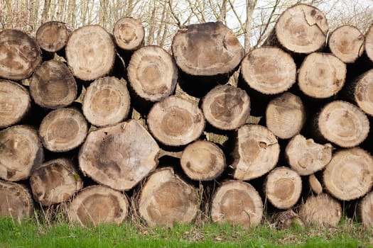 Pile of wood logs. Natural wooden background with closeup of clean cut of chopped firewood logs.