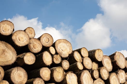 Pile of wood logs. Natural wooden background with closeup of clean cut of chopped firewood logs.