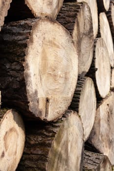 Pile of wood logs. Natural wooden background with closeup of clean cut of chopped firewood logs.