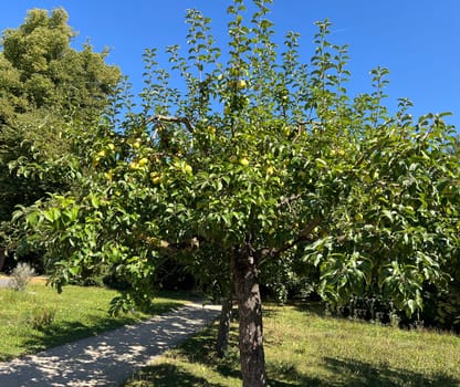 "Old apple varieties are increasingly being planted again in meadow orchards. Old apple varieties are increasingly being planted in orchards again. """