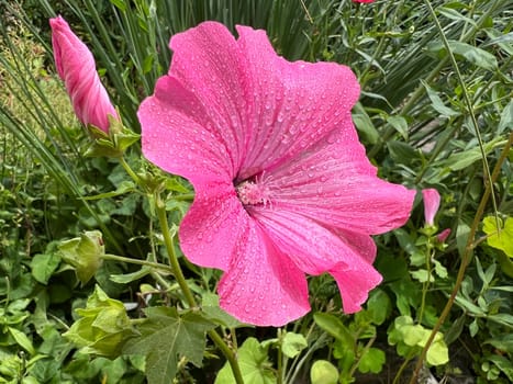 Bechermallow,Lavatera trimestris,is a beautiful summer flower. Cup mallow,Lavatera trimestris,is a beautiful summer flower.