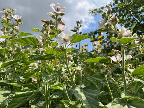 Marshmallow,Althaea officinalis,is an important medicinal plant with white flowers and is used in medicine. Marshmallow,Althaea officinalis,is an important medicinal plant with white flowers and is used in medicine.