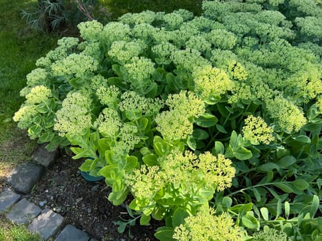 Tall stonecrop,Sedum is an upholstery perennial and is also used as a medicinal plant. Tall stonecrop,Sedum is a cushion perennial and is also used as a medicinal plant.