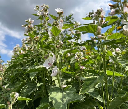 Marshmallow,Althaea officinalis,is an important medicinal plant with white flowers and is used in medicine. Marshmallow,Althaea officinalis,is an important medicinal plant with white flowers and is used in medicine.
