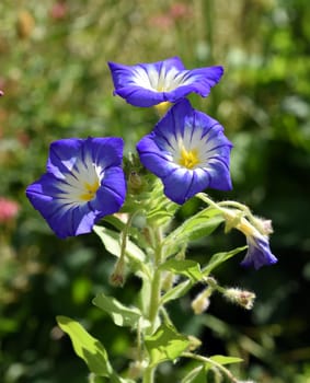 Morning glory,Ipomoea purpurea,tricolor,is a beautiful climber. Tricolor morning glory,Ipomoea purpurea,tricolor,is a lovely climber to hold.