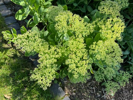 Tall stonecrop,Sedum is an upholstery perennial and is also used as a medicinal plant. Tall stonecrop,Sedum is a cushion perennial and is also used as a medicinal plant.