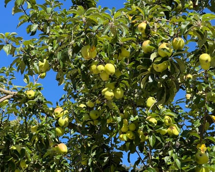 "Old apple varieties are increasingly being planted again in meadow orchards. Old apple varieties are increasingly being planted in orchards again. """
