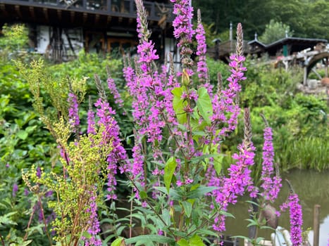 Loosestrife,Lythrum salicaria is a wild medicinal plant with purple flowers. Loosestrife,Lythrum salicaria is a wild medicinal plant with purple flowers.
