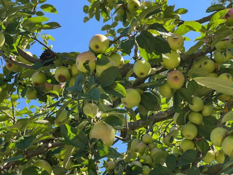 Old apple varieties are increasingly being planted again in orchards. Old apple varieties are increasingly being planted in orchards again. Old apple varieties are increasingly being planted in orchards again.