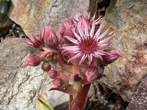 Houseleek,Sempervivum,tectorum,is a medicinal plant and an alpine flower with red flowers. Houseleek,Sempervivum,tectorum,is a medicinal plant and an alpine flower with red flowers.