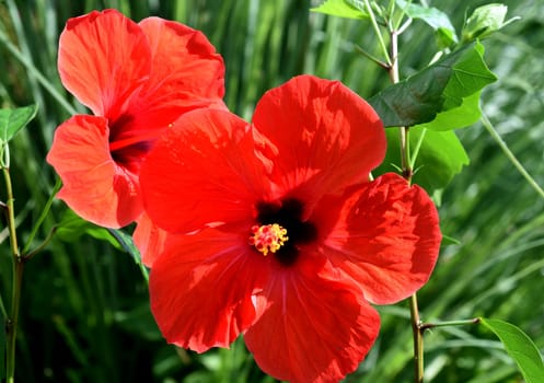 Hibiscus rosa-sinensis,also known as rose marshmallow,is a medicinal plant and a very decorative flower plant. Hibiscus rosa-sinensis,also called rosemary,is a medicinal plant and a very ornamental flowering plant.