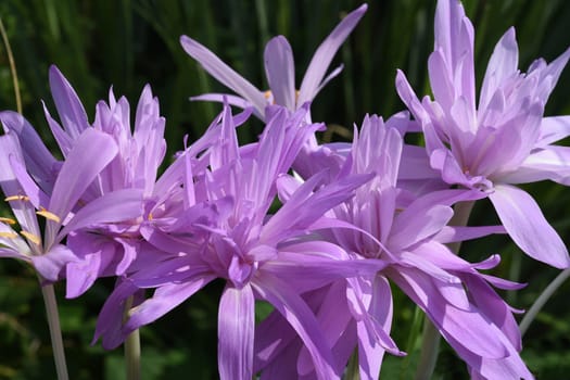 Autumn crocus,Colchicum,autumnale has pink flowers. It is a poisonous plant and an important medicinal plant. Autumn crocus,Colchicum,autumnale has pink flowers. It is a poisonous plant and an important medicinal plant.