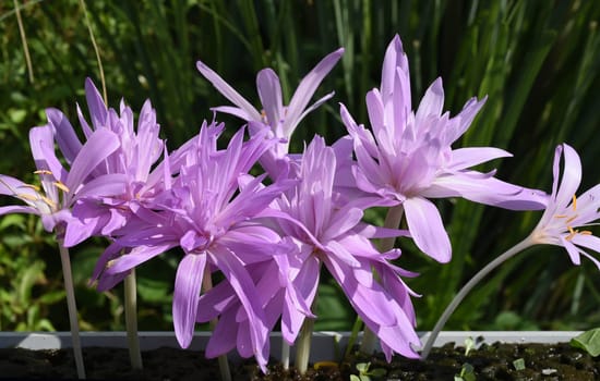 Autumn crocus,Colchicum,autumnale has pink flowers. It is a poisonous plant and an important medicinal plant. Autumn crocus,Colchicum,autumnale has pink flowers. It is a poisonous plant and an important medicinal plant.