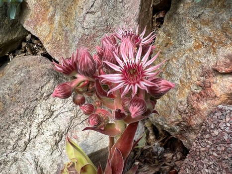 Houseleek,Sempervivum,tectorum,is a medicinal plant and an alpine flower with red flowers. Houseleek,Sempervivum,tectorum,is a medicinal plant and an alpine flower with red flowers.