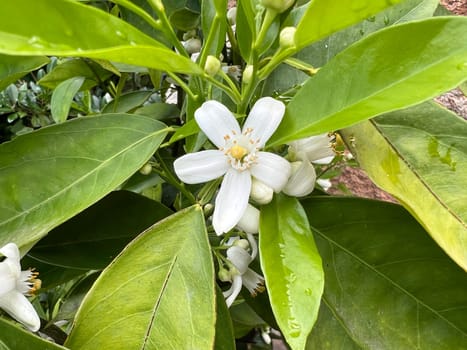 Orange,Citrus sinensis,is an exotic fruit that is also used dried as a fragrance enhancer. Orange,Citrus sinensis,is an exotic fruit that is also used as a fragrance when dried.