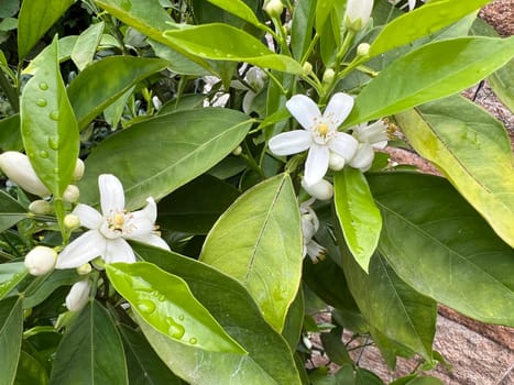 Orange,Citrus sinensis,is an exotic fruit that is also used dried as a fragrance enhancer. Orange,Citrus sinensis,is an exotic fruit that is also used as a fragrance when dried.
