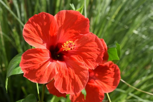 Hibiscus rosa-sinensis,also known as rose marshmallow,is a medicinal plant and a very decorative flower plant. Hibiscus rosa-sinensis,also called rosemary,is a medicinal plant and a very ornamental flowering plant.