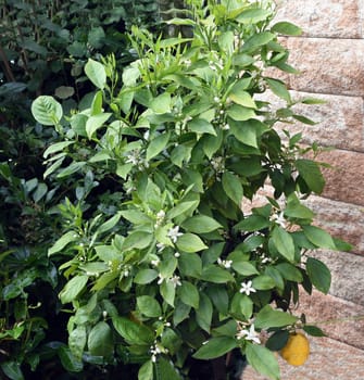 Orange,Citrus sinensis,is an exotic fruit that is also used dried as a fragrance enhancer. Orange,Citrus sinensis,is an exotic fruit that is also used as a fragrance when dried.