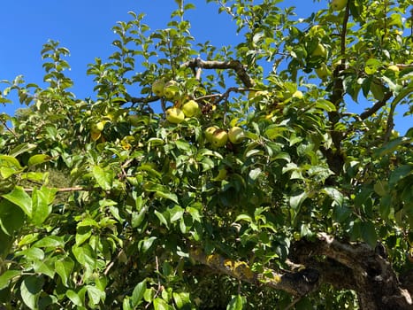 "Old apple varieties are increasingly being planted again in meadow orchards. Old apple varieties are increasingly being planted in orchards again. """