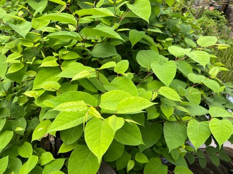 Japanese knotweed,Fallopia japonica,is one of the fast-growing and late-flowering bee populations and belongs to the so-called invasive neophytes in this country. Japanese knotweed,Fallopia japonica is one of the fast-growing and late-blooming bee food plants and is one of the so-called invasive neophytes in this country.