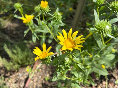 Grindelia the Canadian gumwort,Grindelia integrifolia is an important medicinal plant. Grindelie the Canadian gum herb,Grindelia integrifolia is an important medicinal plant.