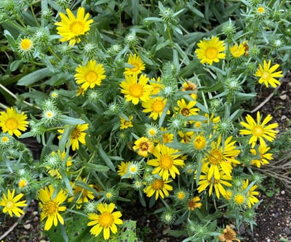 Grindelia the Canadian gumwort,Grindelia integrifolia is an important medicinal plant. Grindelie the Canadian gum herb,Grindelia integrifolia is an important medicinal plant.