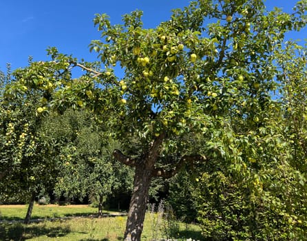 "Old apple varieties are increasingly being planted again in meadow orchards. Old apple varieties are increasingly being planted in orchards again. """