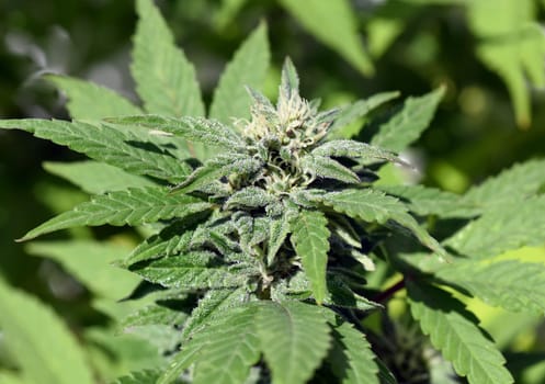 Cannabis is no longer subject to the Narcotics Act (BtMG). Adults aged 18 and over are allowed to own up to 3 plants.  Cannabis is no longer subject to the Narcotics Act (BtMG). Adults aged 18 and over are allowed to own up to 3 plants