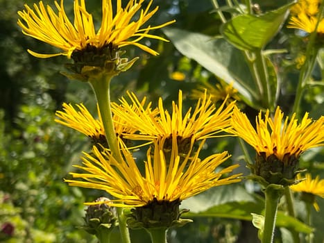 Elecampan,Inula Helenium,is a perennial with yellow flowers. It is an important medicinal plant and is also used in medicine. Alcampan,Inula Helenium,is a perennial with yellow flowers. It is an important medicinal plant and is also used in medicine.