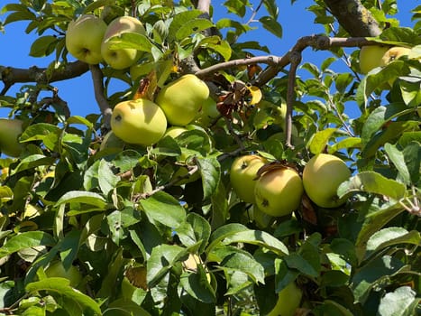 "Old apple varieties are increasingly being planted again in meadow orchards. Old apple varieties are increasingly being planted in orchards again. """