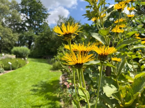 Elecampan,Inula Helenium,is a perennial with yellow flowers. It is an important medicinal plant and is also used in medicine. Alcampan,Inula Helenium,is a perennial with yellow flowers. It is an important medicinal plant and is also used in medicine.