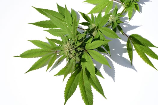 Cannabis is no longer subject to the Narcotics Act (BtMG). Adults aged 18 and over are allowed to own up to 3 plants.  Cannabis is no longer subject to the Narcotics Act (BtMG). Adults aged 18 and over are allowed to own up to 3 plants