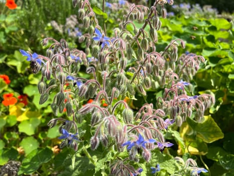 Borage,Borago officinalis,is an important medicinal and medicinal plant and is often visited by bees. The culinary herb is also used in the Frankfurt Green Sauce. Borage,Borago officinalis,is an important medicinal and medicinal plant and is popular with bees. The kitchen herb is also used in the Frankfurt green sauce.